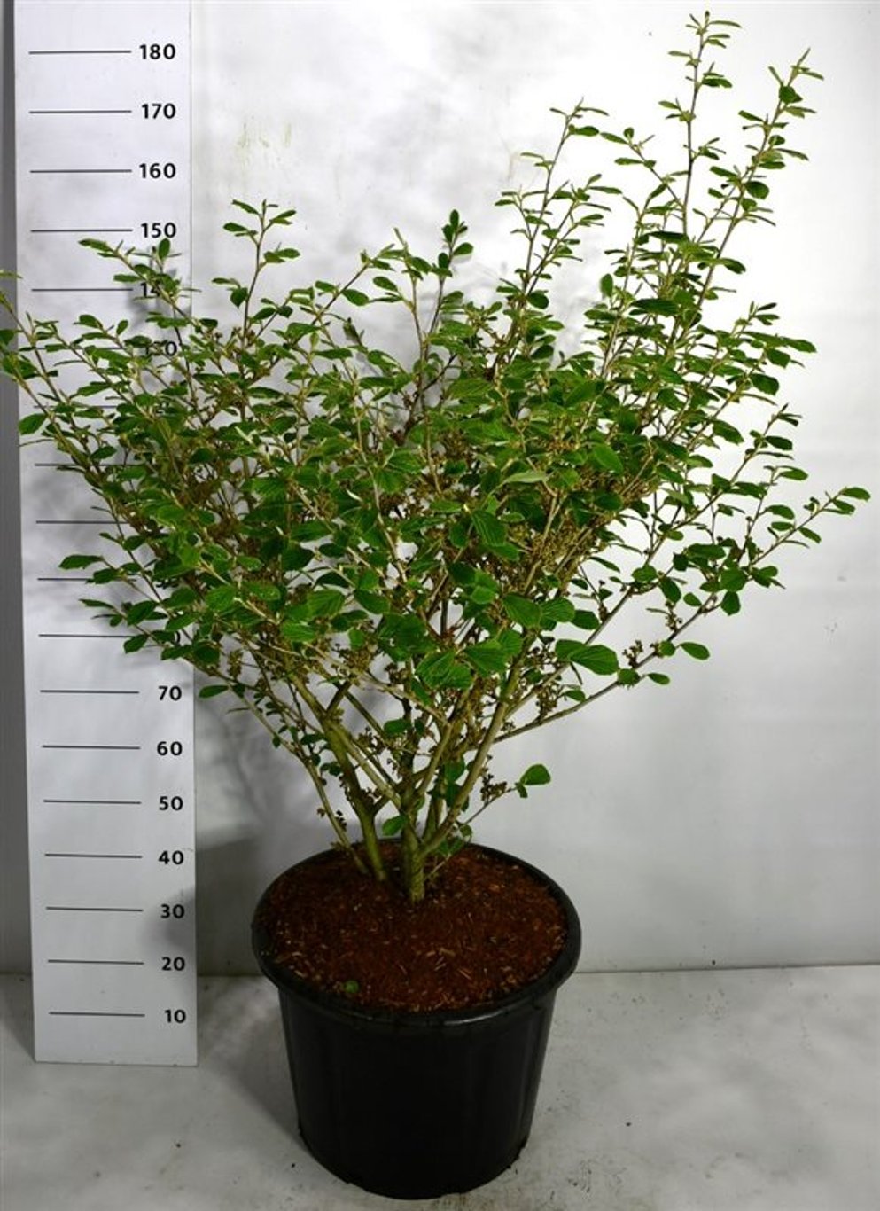 Hamamelis int. 'Arnold Promise' - C65 100-125 CM